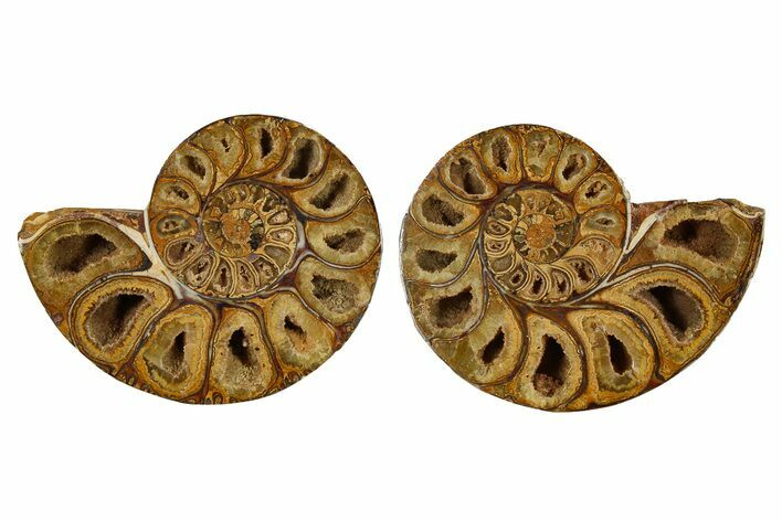Jurassic Cut & Polished Ammonite Fossil - Madagascar #288320